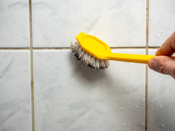Best Localized Mold Remediation (e.g., coastal areas, humid climates) in South Elgin, IL