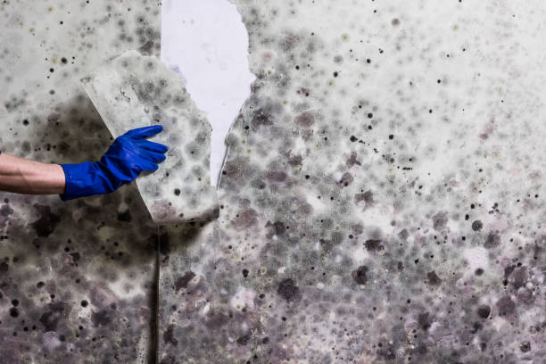 Best Commercial Mold Remediation in South Elgin, IL