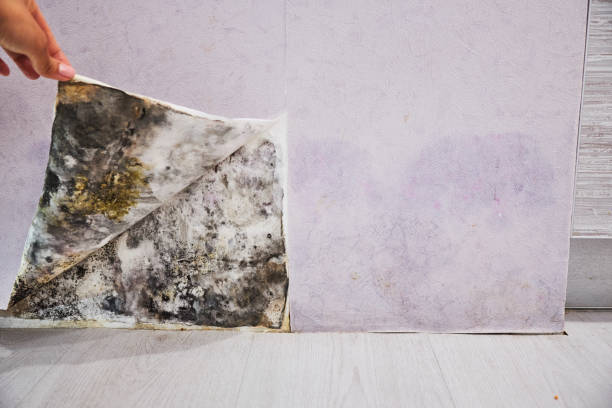 Best Residential Mold Remediation in South Elgin, IL